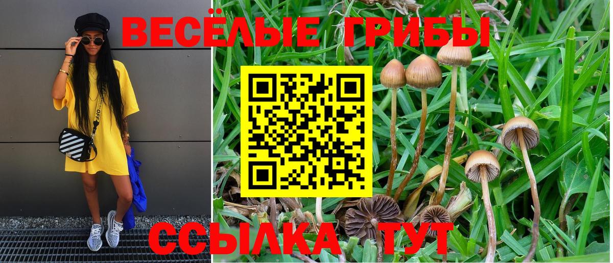 Псилоцибиновые грибы Psilocybine cubensis  Вход с VPN  где купить наркоту  Новошахтинск 